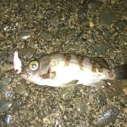 メバルは渋いが、小浜港でセイゴ乱舞